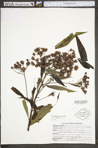 Vernonia noveboracensis image