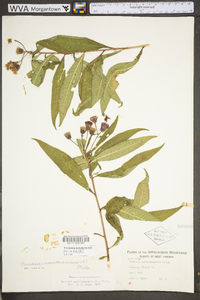 Vernonia noveboracensis image