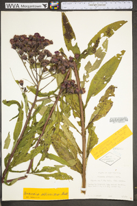 Vernonia gigantea subsp. gigantea image