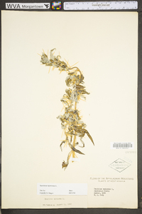 Xanthium spinosum image