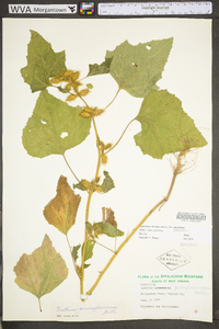 Xanthium strumarium var. glabratum image