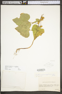 Xanthium strumarium var. glabratum image