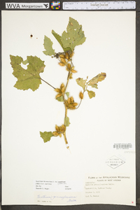 Xanthium strumarium var. glabratum image