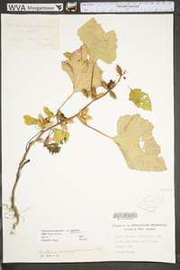 Xanthium strumarium var. glabratum image