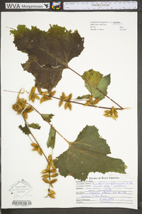 Xanthium strumarium var. glabratum image