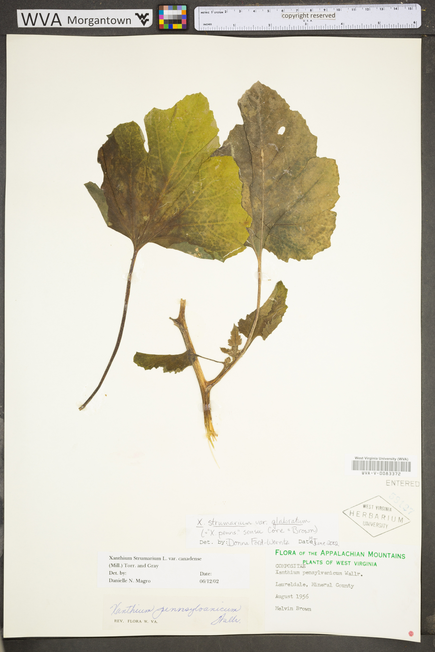 Xanthium strumarium var. glabratum image