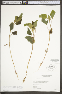 Xanthium strumarium var. glabratum image