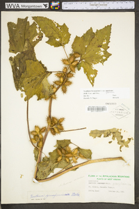 Xanthium strumarium var. glabratum image