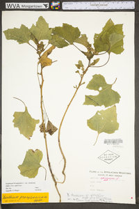 Xanthium strumarium var. glabratum image