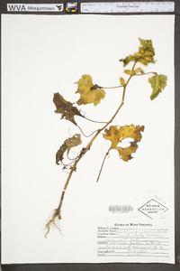 Xanthium strumarium var. glabratum image