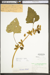 Xanthium strumarium var. glabratum image