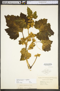 Xanthium strumarium var. glabratum image