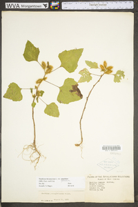 Xanthium strumarium var. glabratum image