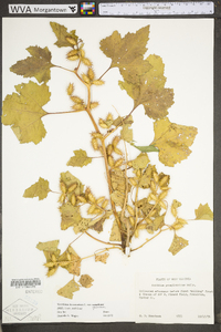 Xanthium strumarium var. glabratum image