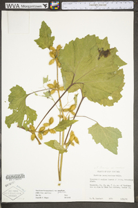 Xanthium strumarium var. glabratum image