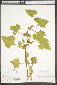 Xanthium strumarium var. glabratum image