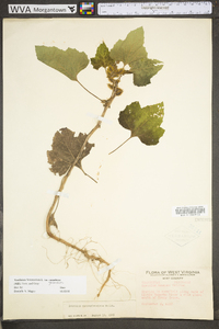 Xanthium strumarium var. glabratum image