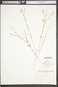 Linum medium var. texanum image