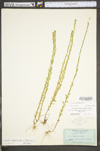 Linum medium var. texanum image