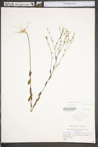 Linum virginianum image