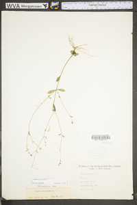 Linum virginianum image