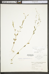 Linum virginianum image