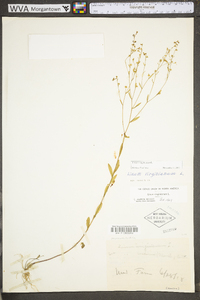 Linum virginianum image