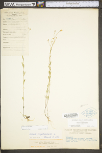 Linum virginianum image