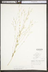 Linum virginianum image