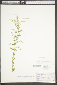 Linum virginianum image