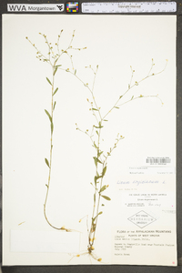 Linum virginianum image