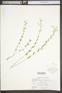 Linum virginianum image