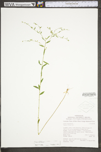 Linum virginianum image