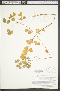 Oxalis grandis image