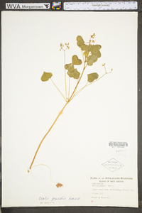 Oxalis grandis image