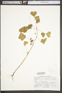 Oxalis grandis image