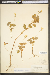 Oxalis grandis image