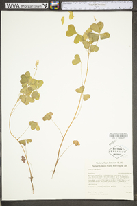 Oxalis grandis image