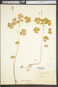 Oxalis grandis image