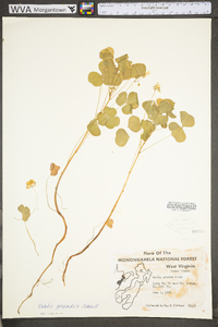 Oxalis grandis image