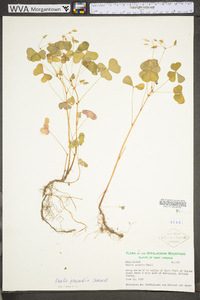 Oxalis grandis image