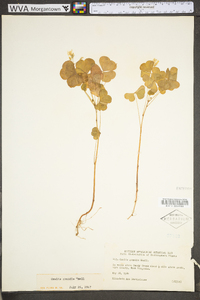 Oxalis grandis image