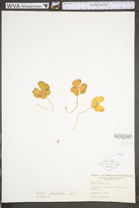 Oxalis montana image