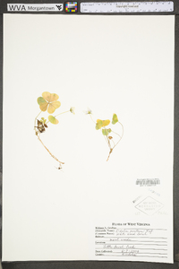 Oxalis montana image