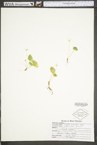 Oxalis montana image