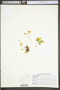 Oxalis montana image