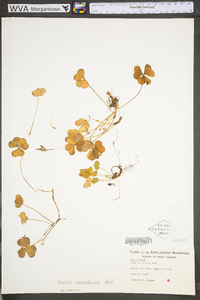 Oxalis montana image