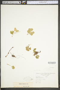 Oxalis montana image