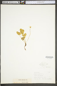 Oxalis montana image