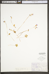 Oxalis violacea image